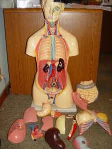 Human Body Medical School Anatomy Model « Obnoxious Antiques