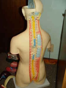 Human Body Medical School Anatomy Model « Obnoxious Antiques