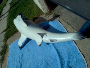 shark 6