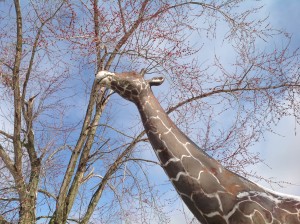 miniature gold giraffe  4