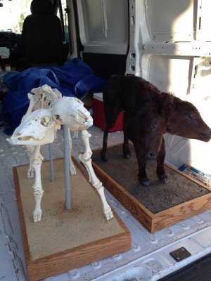 two headed calf & skeleton 4