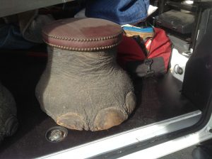elephant foot stool